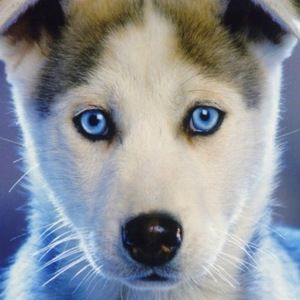 Meet your Posher, Sophia